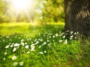 Formazione Insegnanti Yoga in Gravidanza MamYoga®